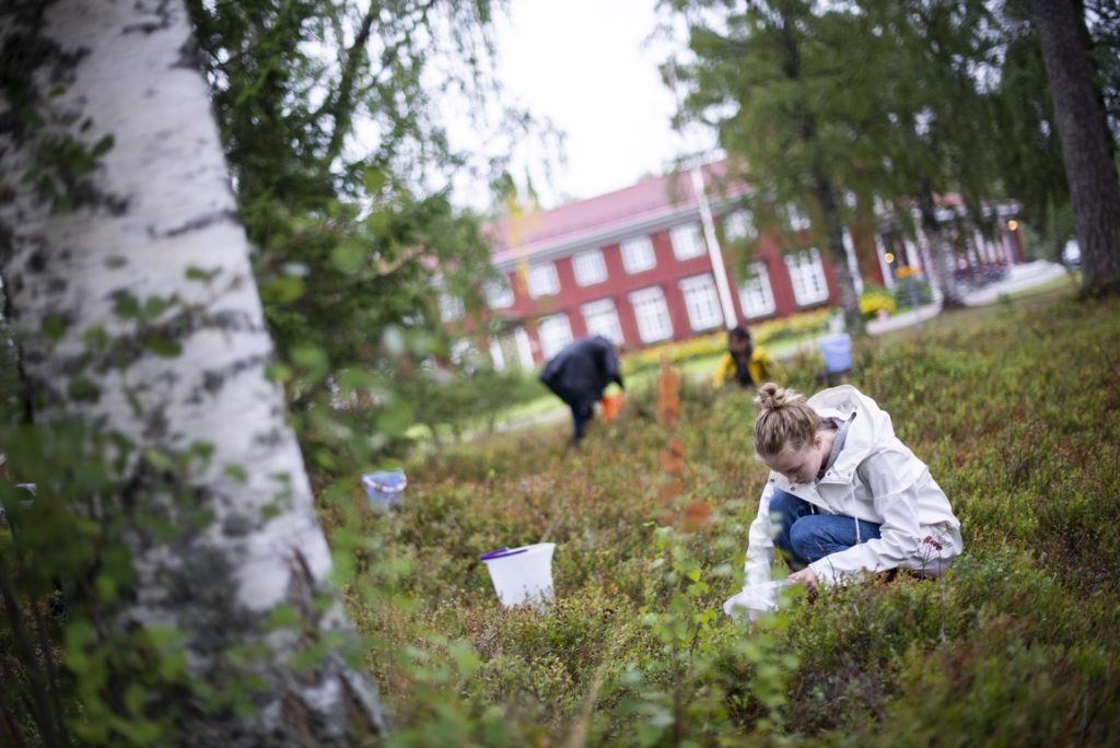 Students pick blueberries at Elverum Folk High School