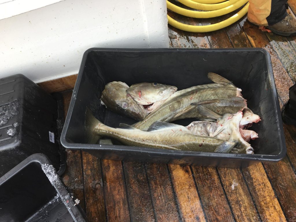 Tub with today's fish catch