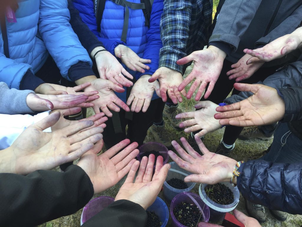 Many hands with blueberry stains