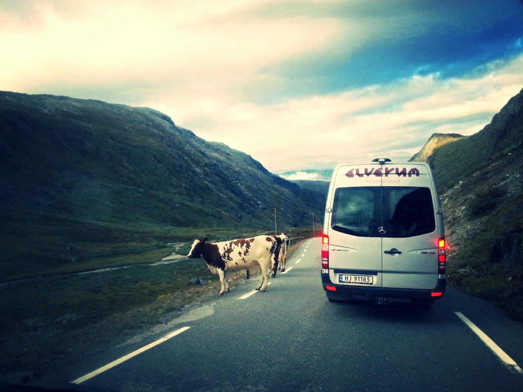 Minibus from Elverum folk high school next to the cow
