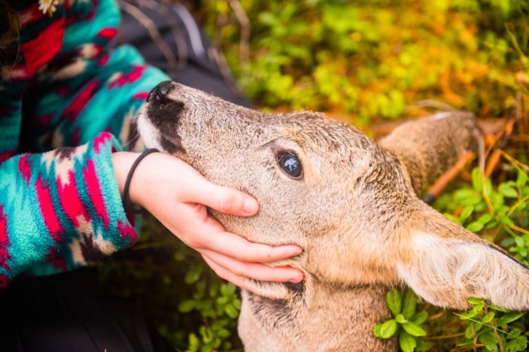 Jeger holder felt rådyr